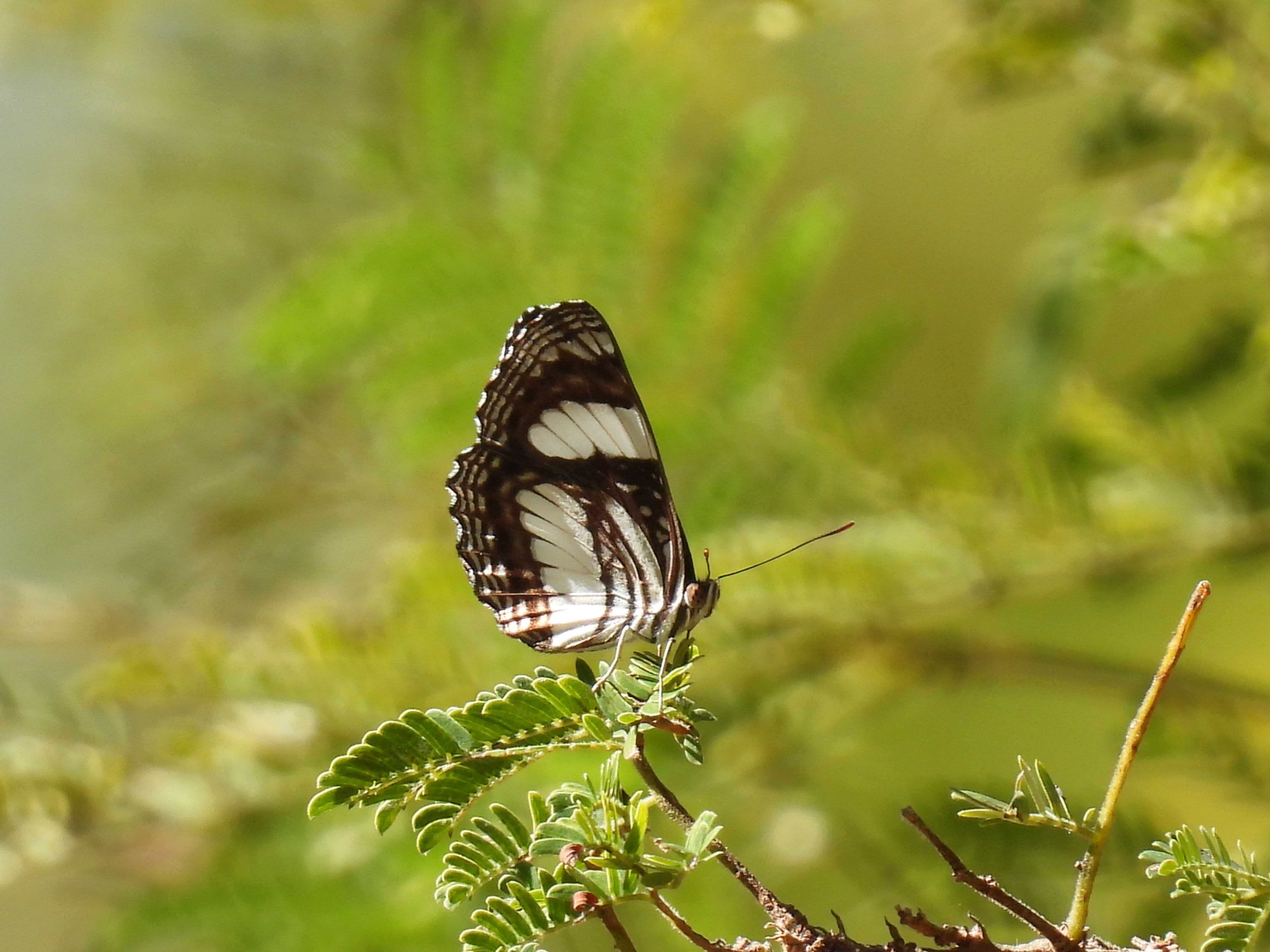 DSCN3871
